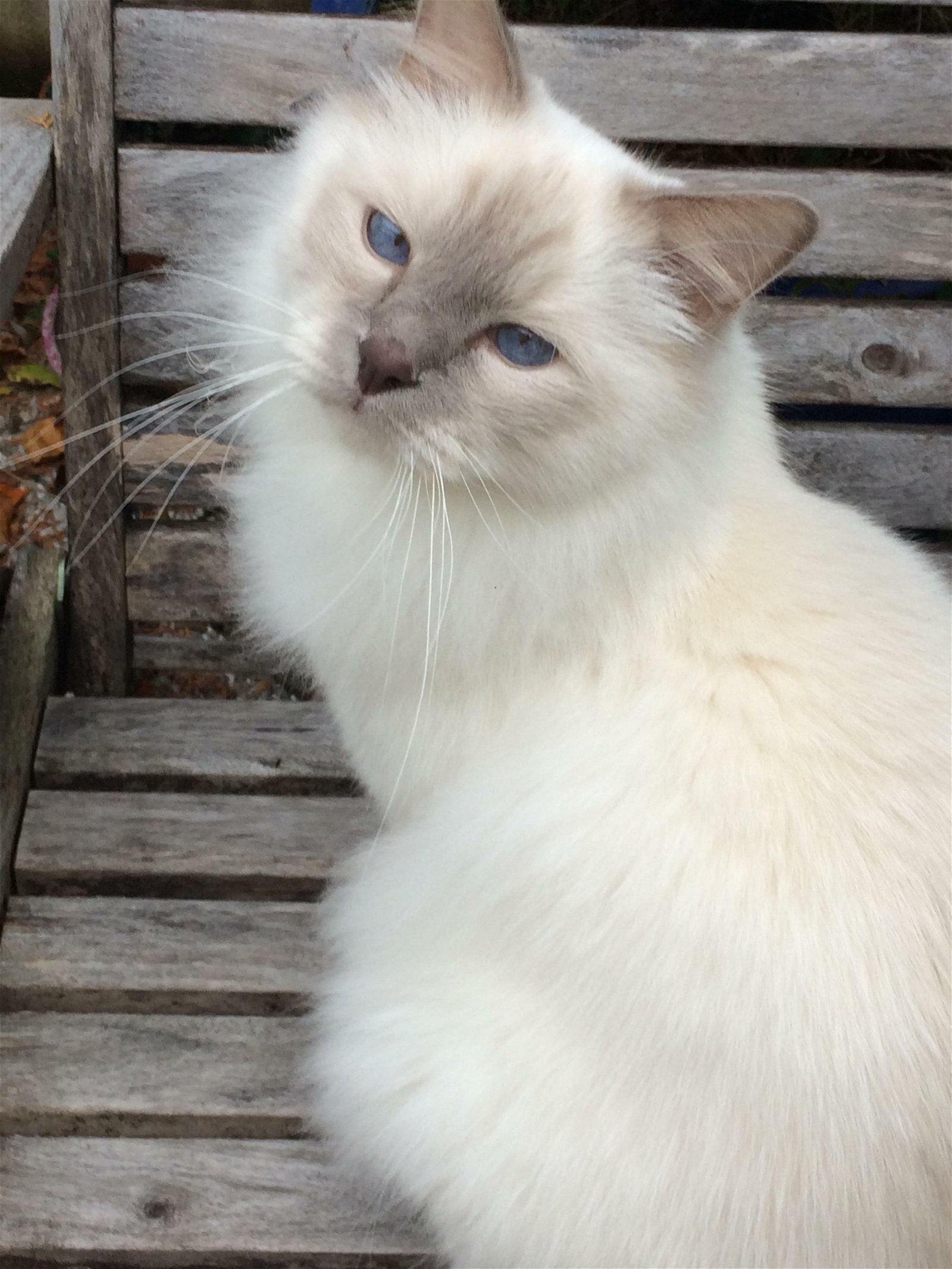 Chambre Chez L'habitant Asnières-sur-Seine 52087