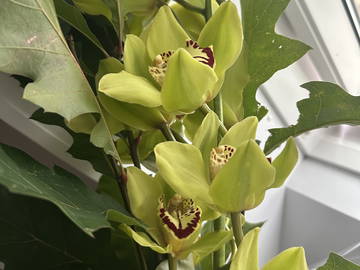 Homestay Etterbeek 662263-1