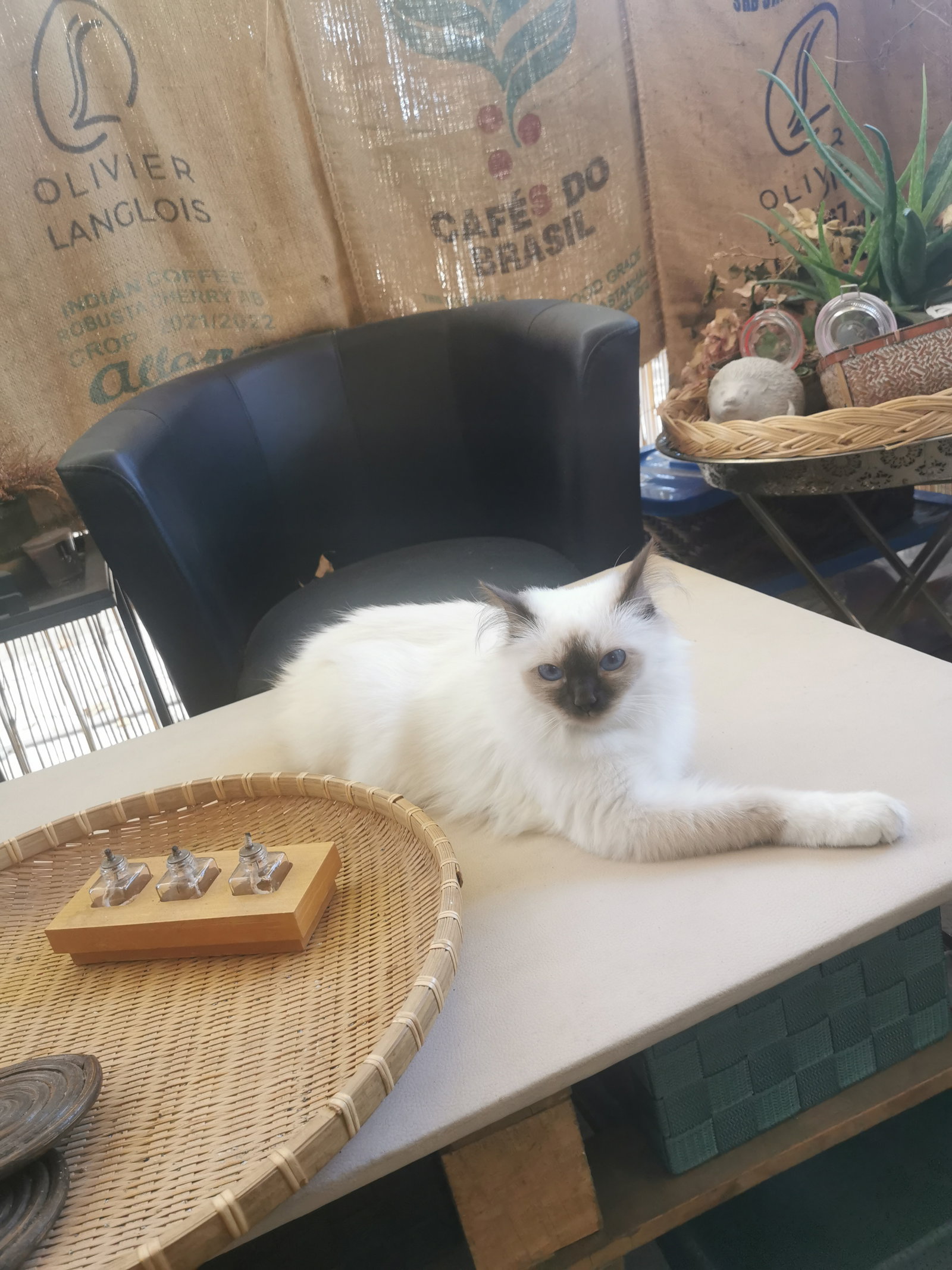 Collocazione Montpellier 303225