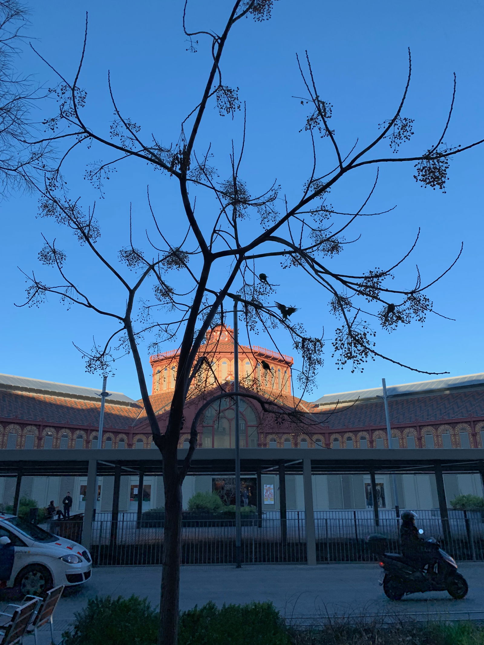 Famiglia Barcelona 268066