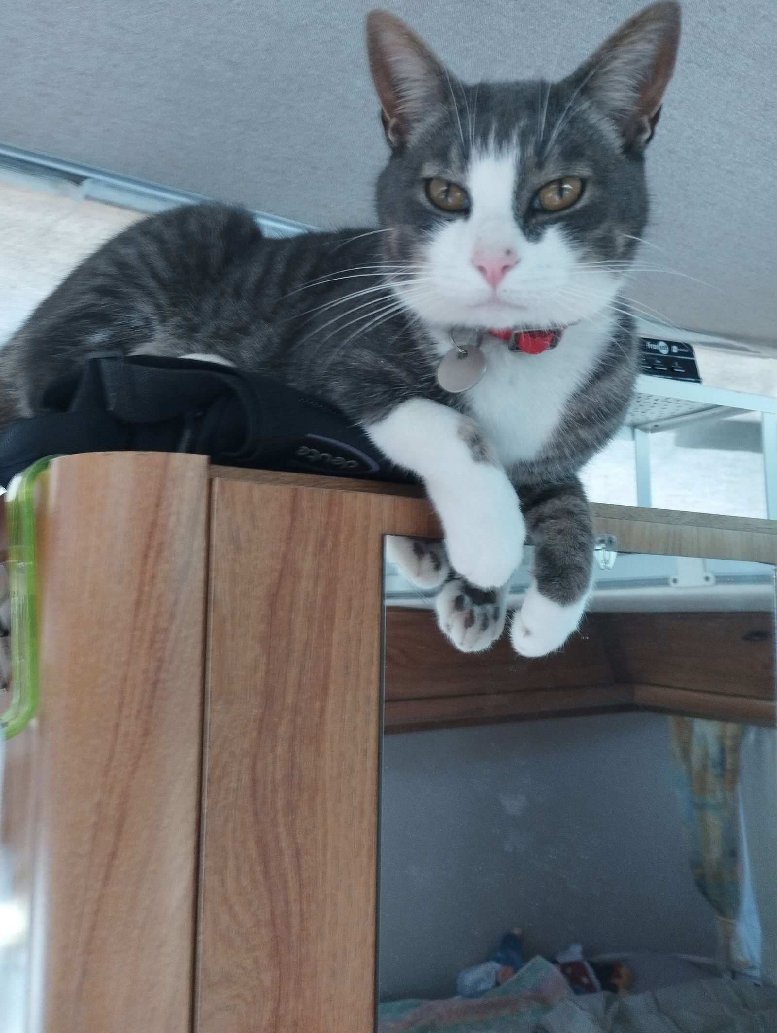 Famiglia Saint-Jouan-de-l'Isle 311889