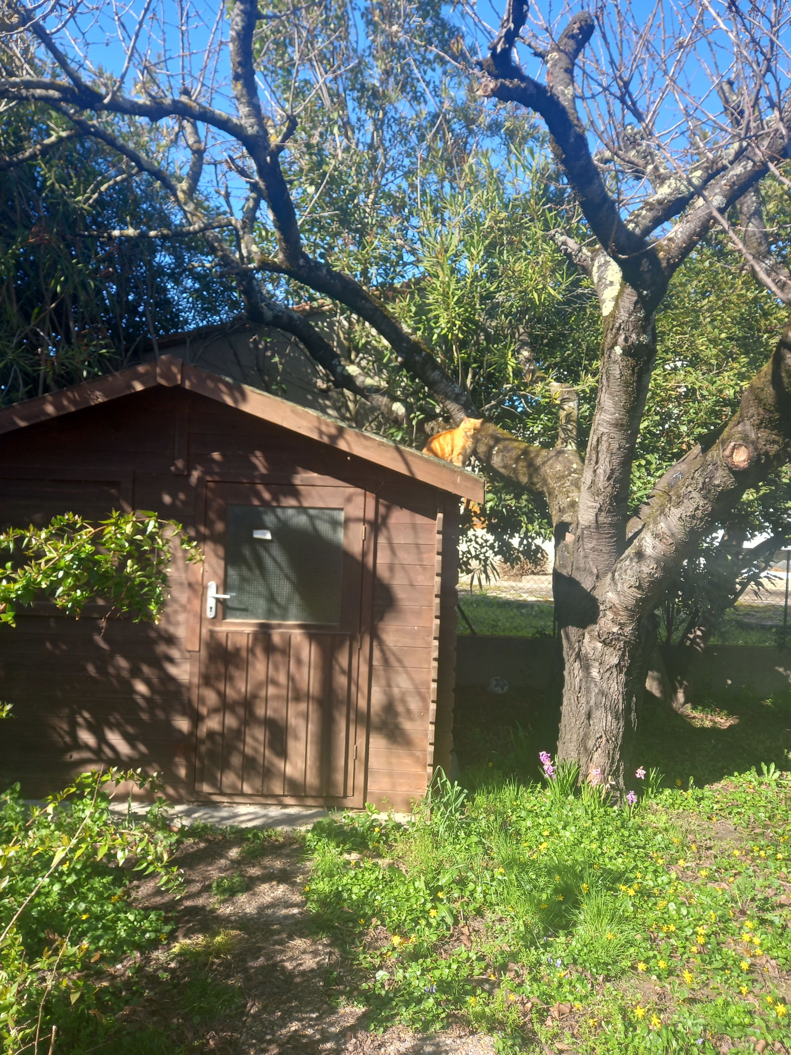 Famiglia Carcassonne 433650