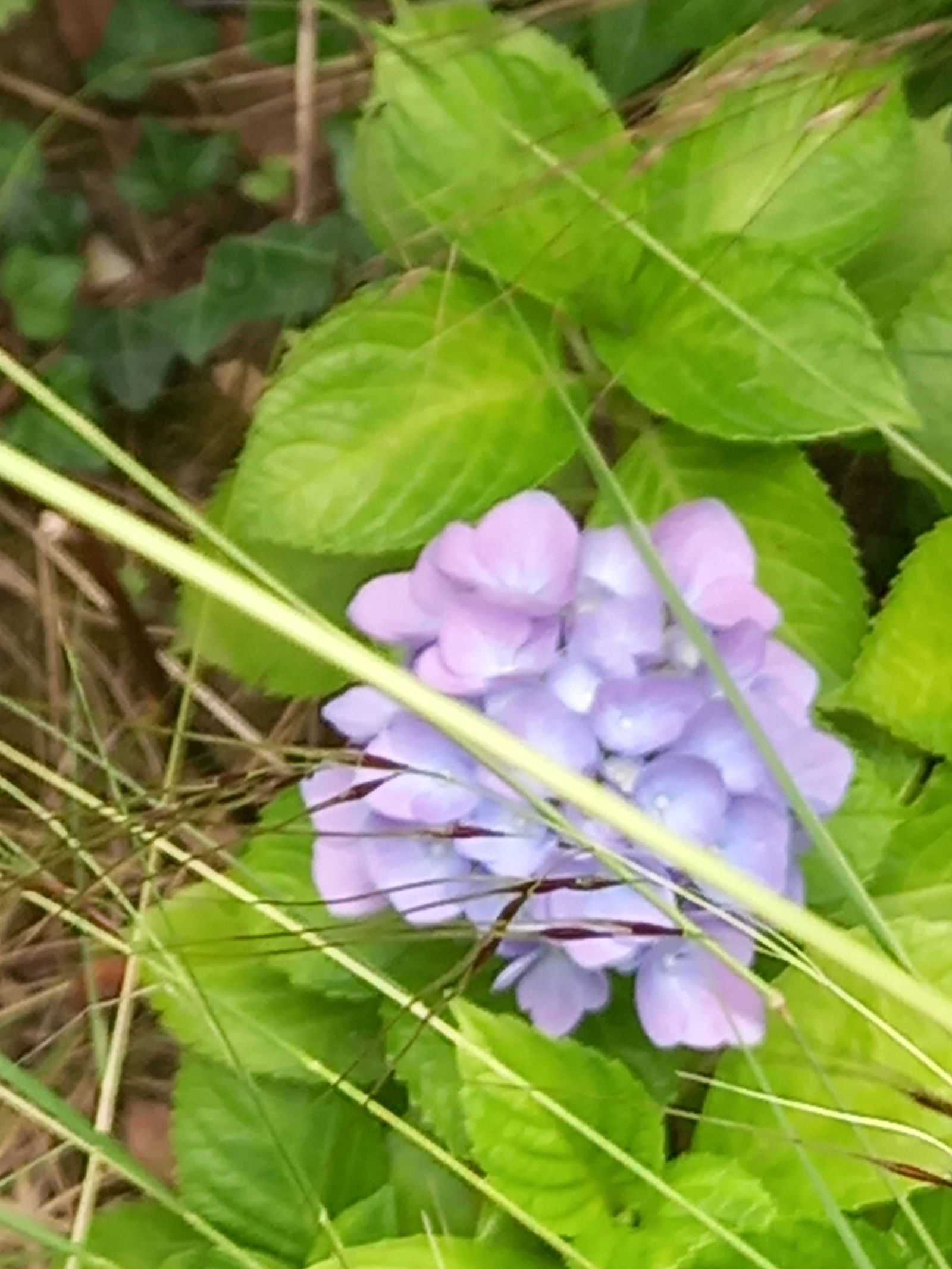 Famiglia Carcassonne 433650