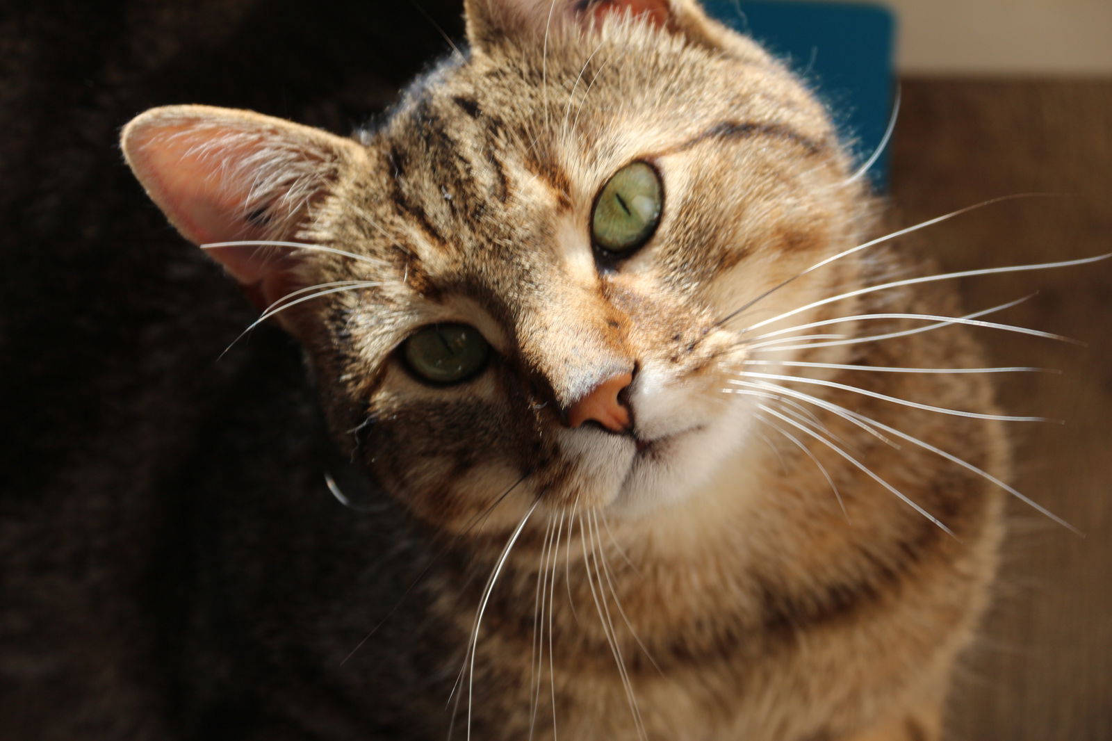 Collocazione Les Ulis 260313