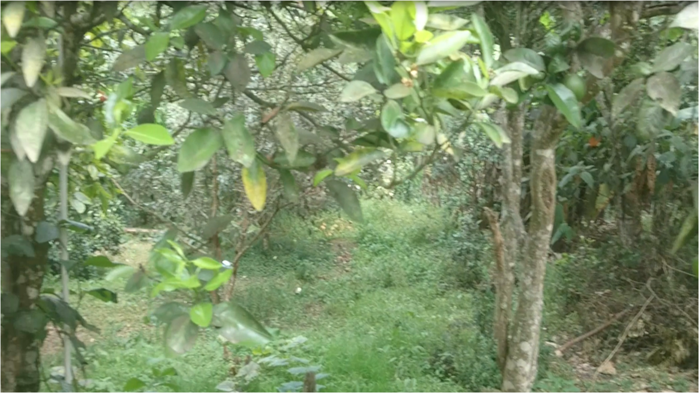 Colocación Fusagasugá 235357
