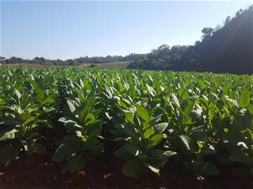 Stanza In Affitto Viñales 205675-1