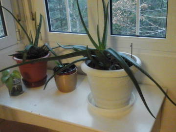 Chambre Chez L'habitant Madrid 123678-5