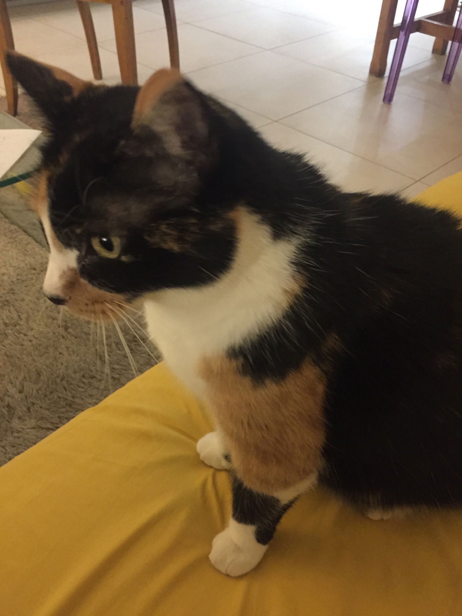 Hospedagem Em Casa De Família Montpellier 321305