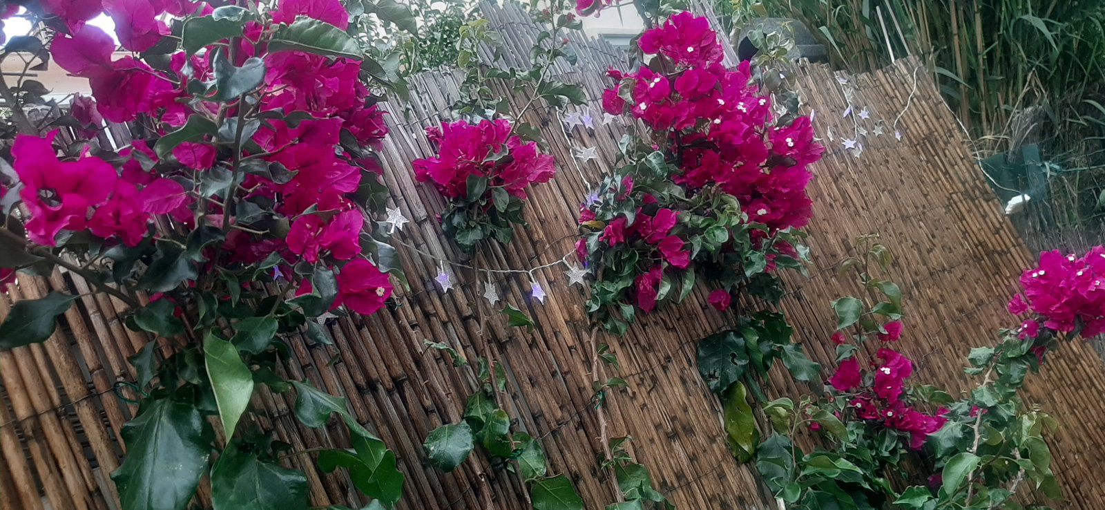 Homestay Perpignan 53194