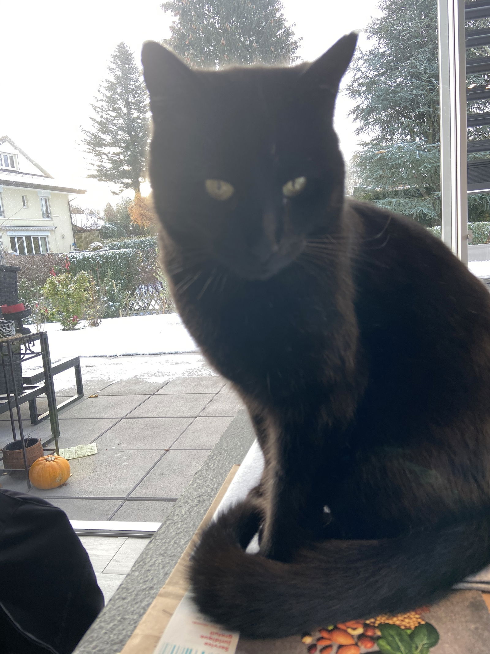 Famiglia Epalinges 244501