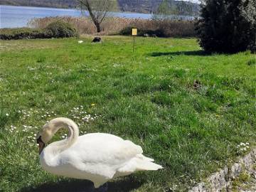 Shared Accommodation Dormelletto 289812-6