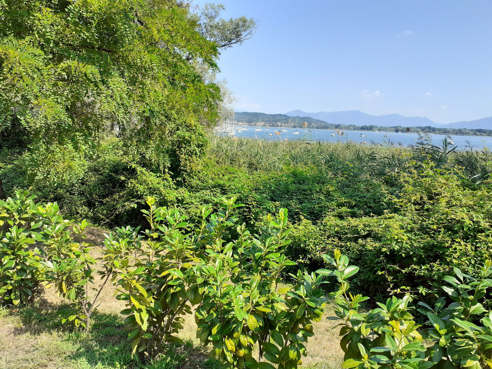 Collocazione Dormelletto 289812