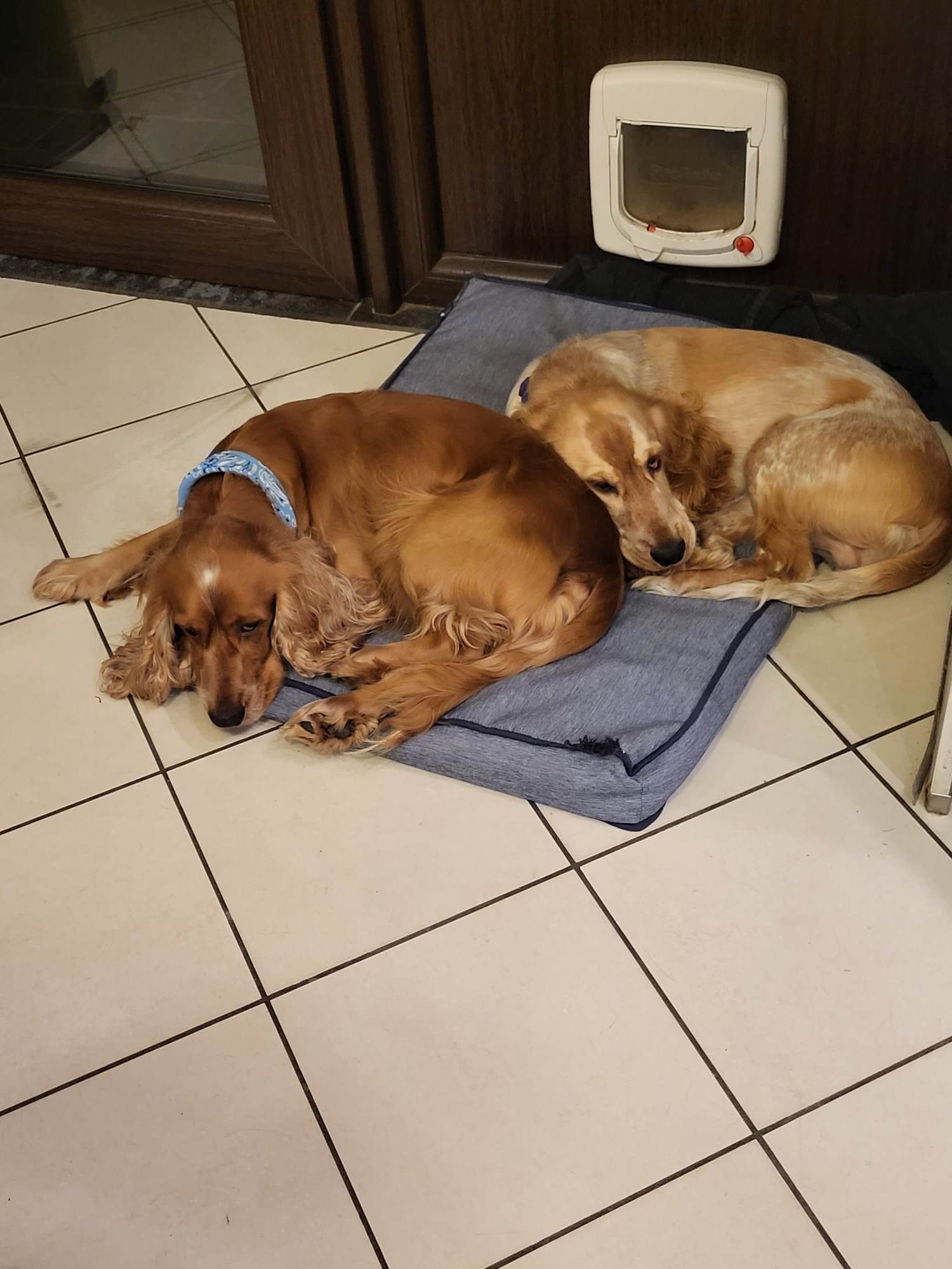 Famiglia Liège 264892