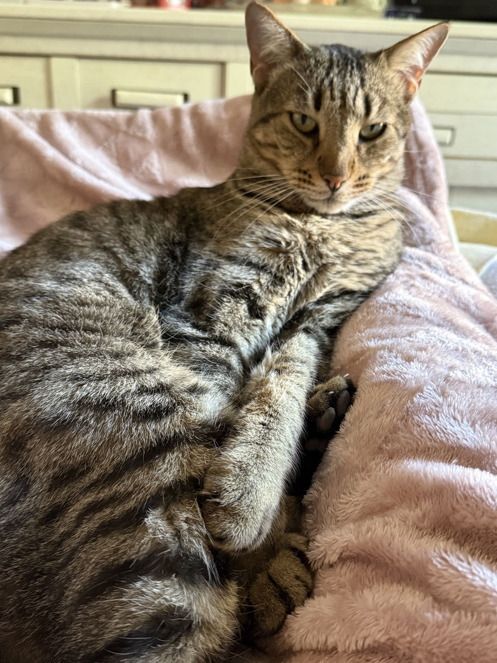 Kolokation Saint-Chamas 628000