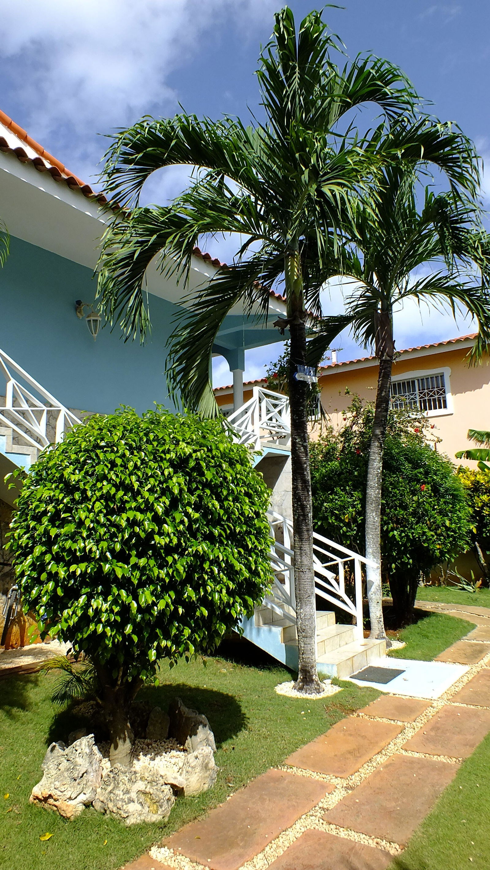 Estudio Independiente Dominicus 81523