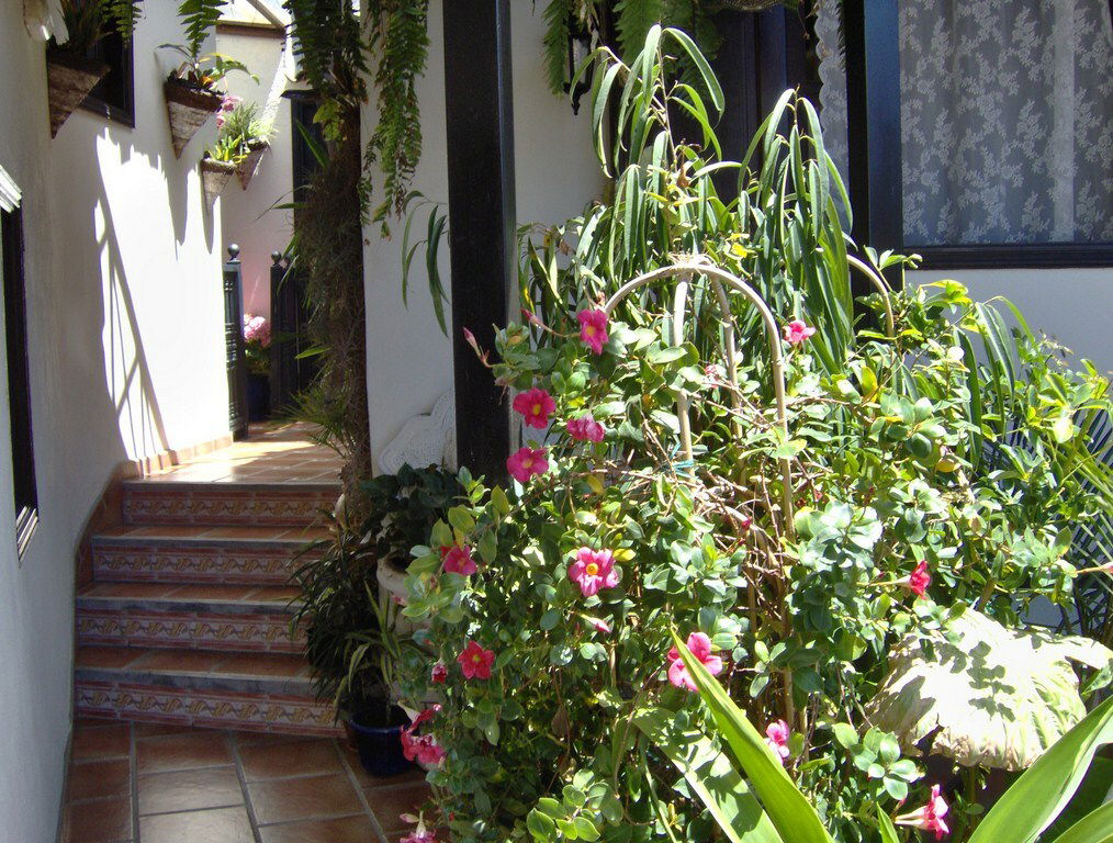 Estudio Independiente Icod de los Vinos 243010