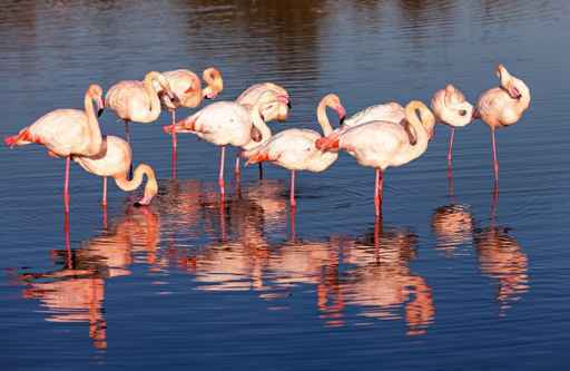 Independent Studio Le Grau-du-Roi 99344