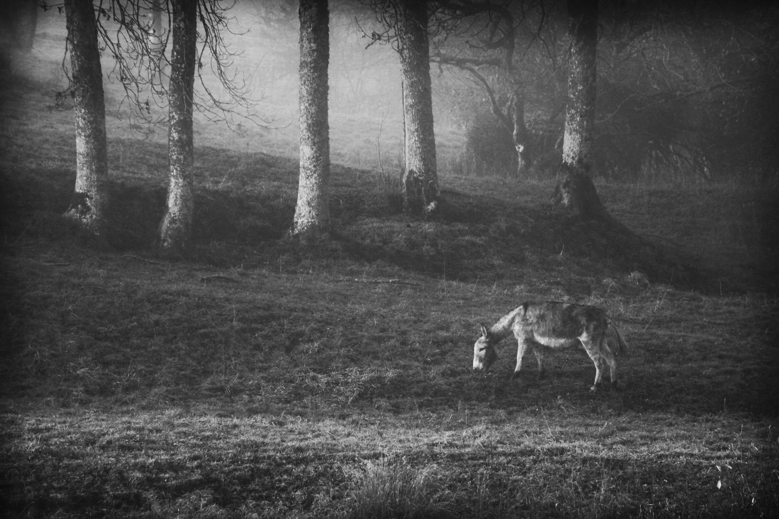 Independent Studio La Cluse-et-Mijoux 182238