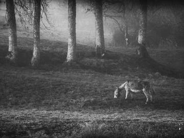 Logement Entier La Cluse-Et-Mijoux 182238-7