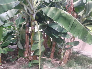 Ganzes Haus Grande-Terre 194069-10