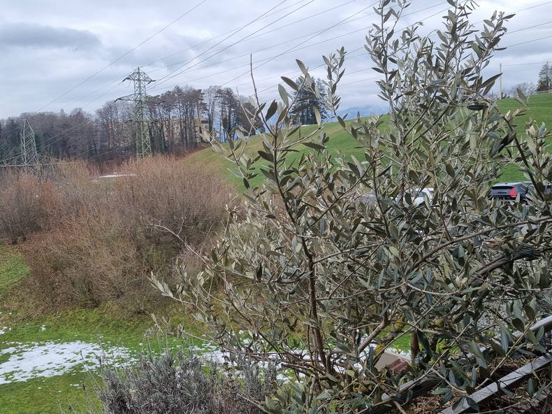 Hemvistelse Puidoux 264427-5