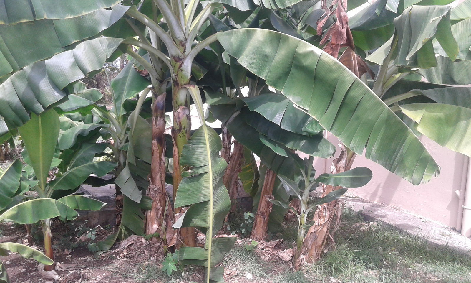 Tutta La Casa Grande-Terre 194069