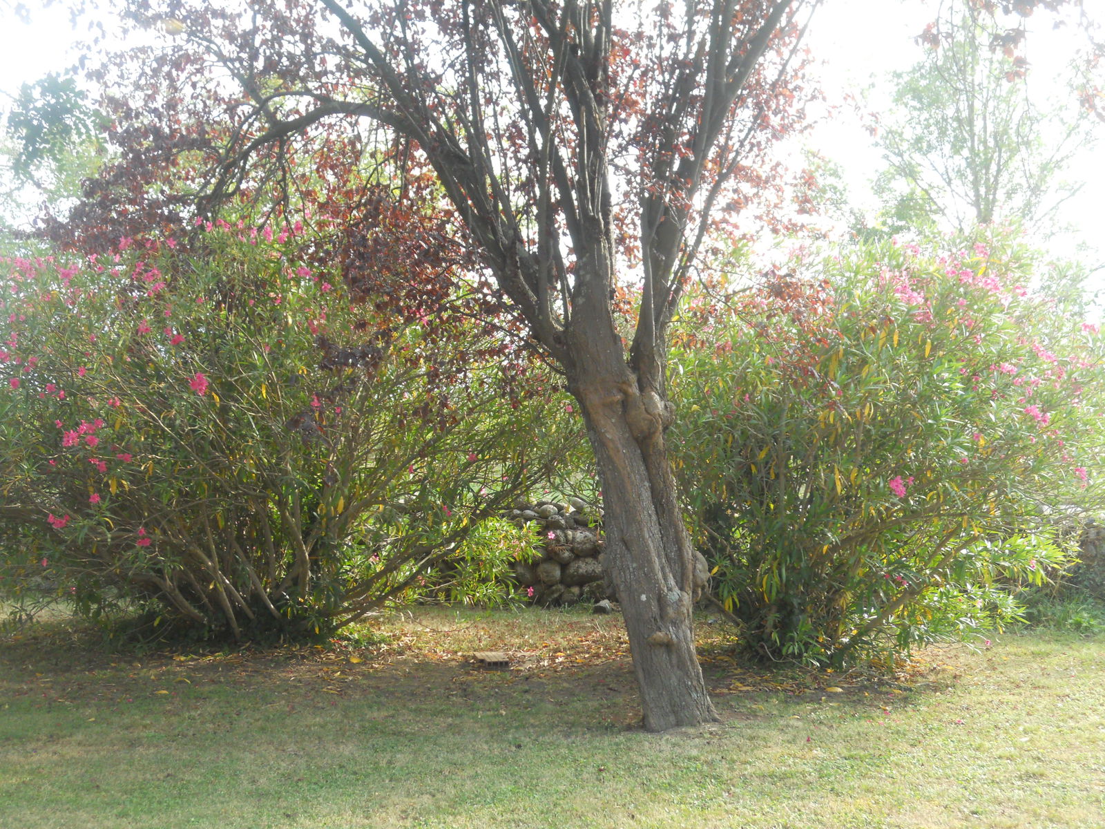 Onafhankelijke Studio Pamiers 146794