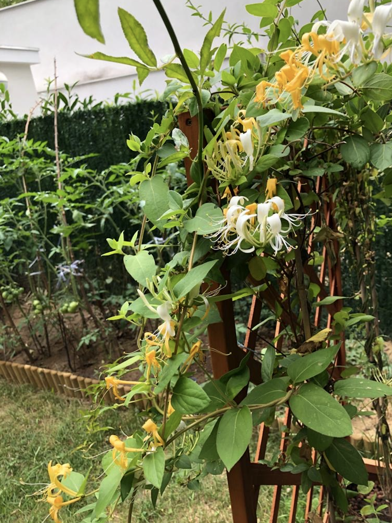 Onofhängeg Studio Thiais 243190