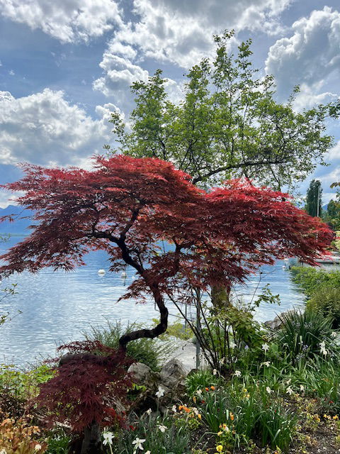 Onafhankelijke Studio Montreux 608456