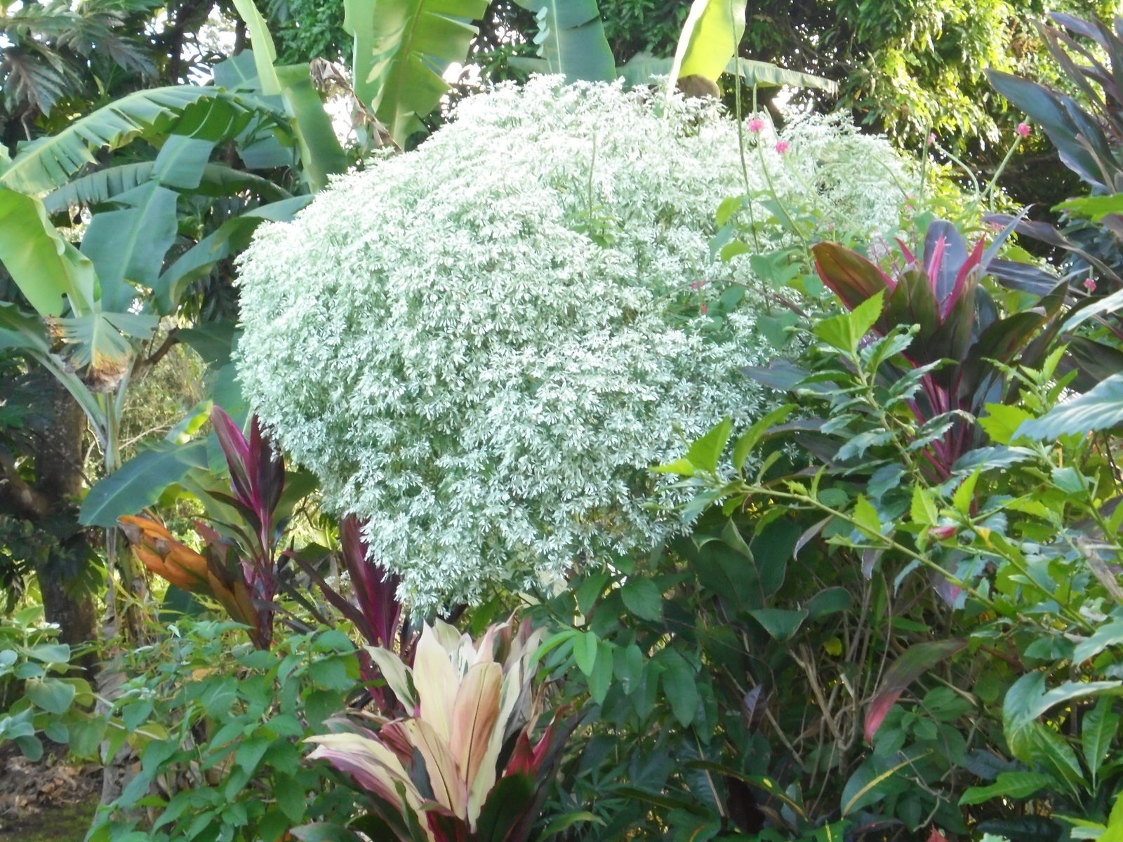 Homestay Petit Bourg 224425