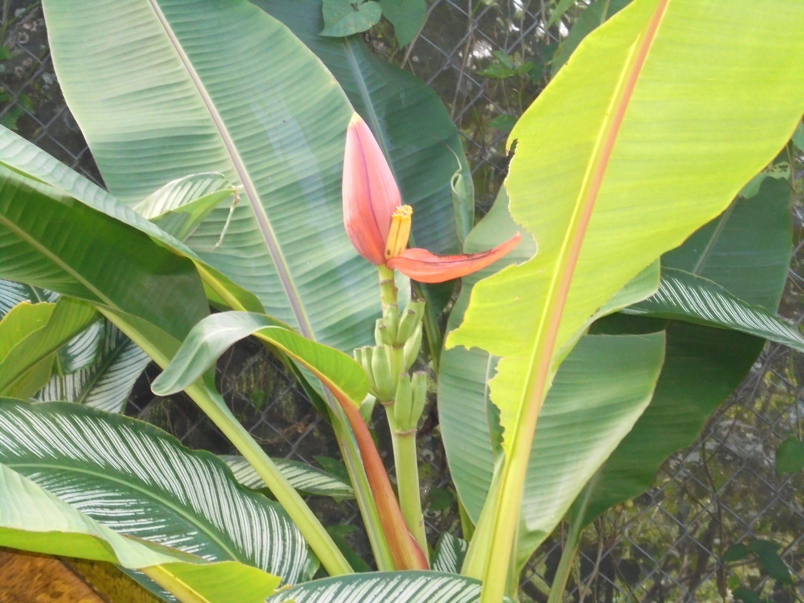 Homestay Petit Bourg 224425