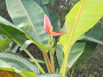 Chambre Chez L'habitant Petit Bourg 224425-7