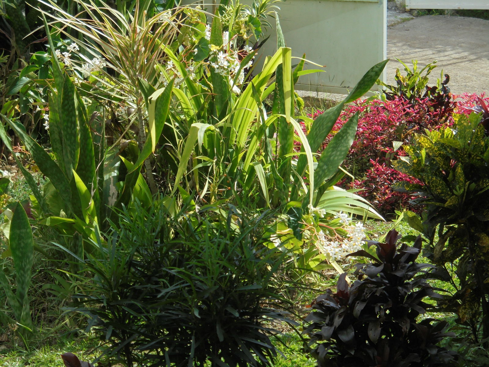 Homestay Petit Bourg 224425