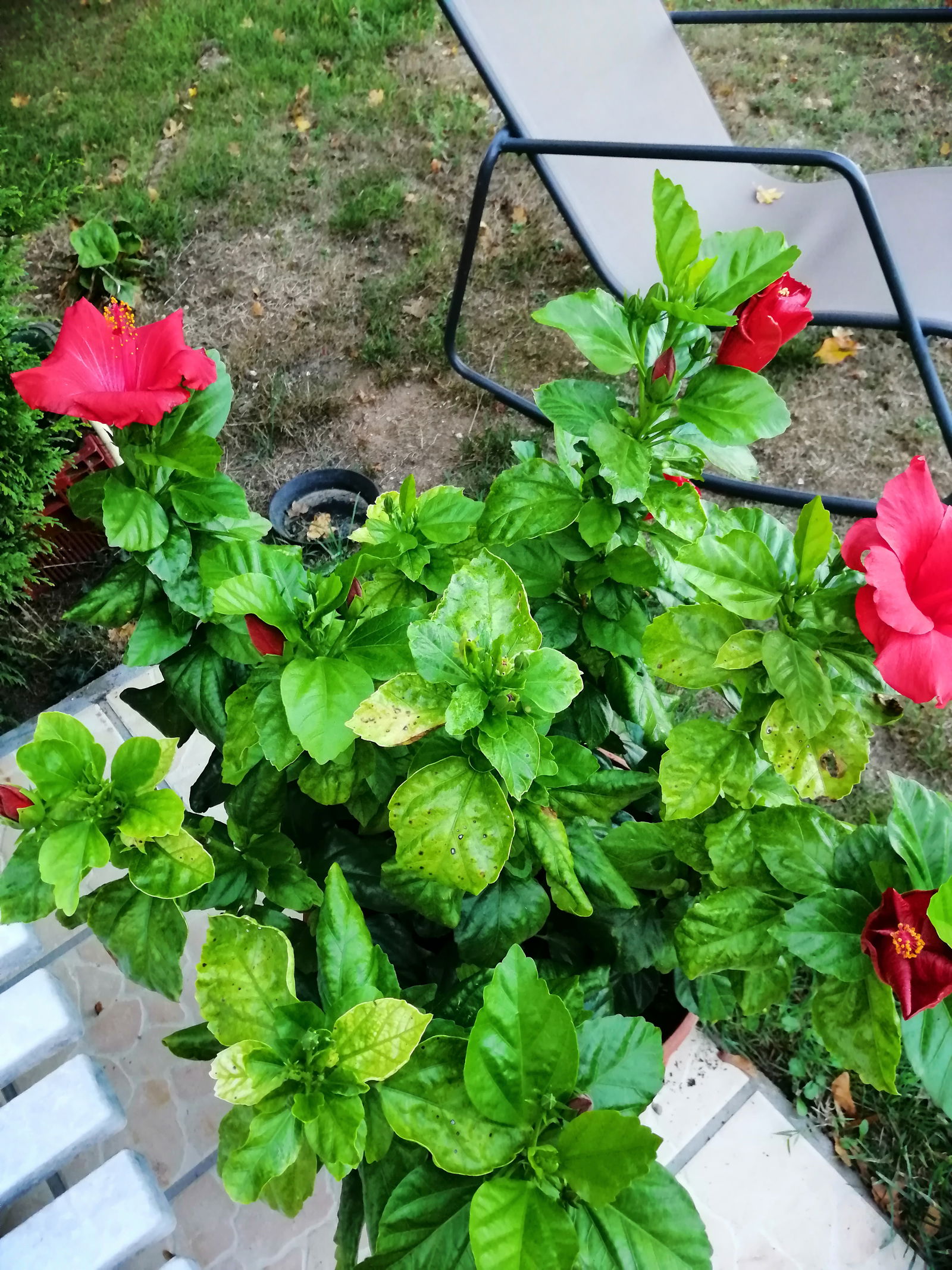 Hjemmeophold Saint-Avertin 435421