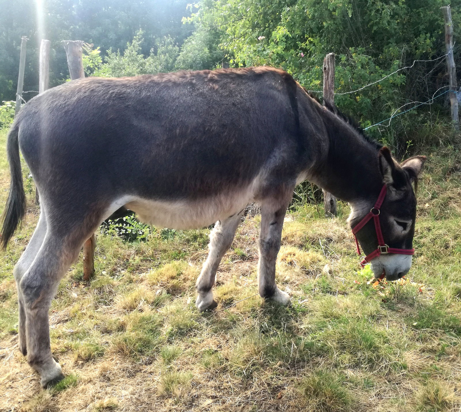 Homestay Monts-de-Randon 250398