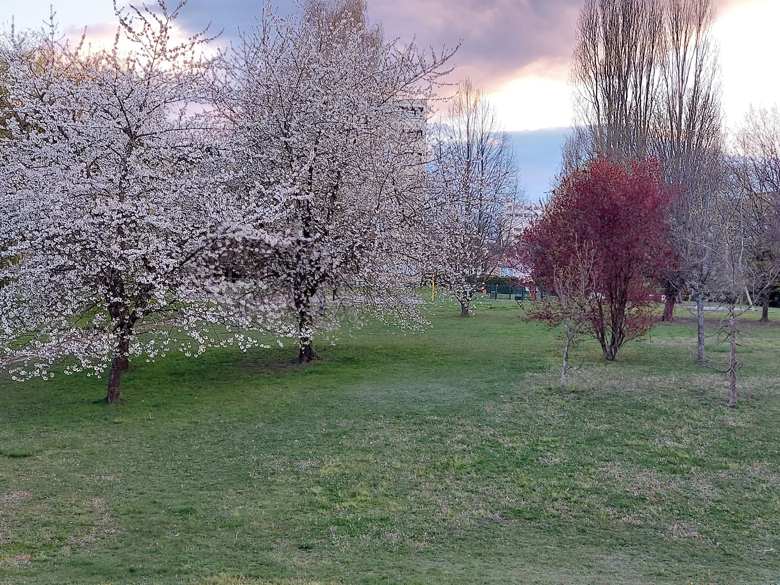 Kolokasie Ferney-Voltaire 643848