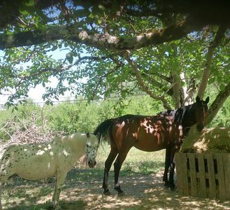 Studio Indépendant Tournon-d'Agenais 96975