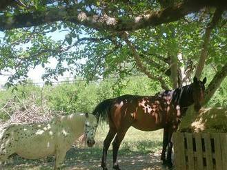 Logement Entier Tournon-D'agenais 96975-7