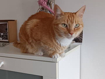 Chambre Chez L'habitant Cessy 396675-5