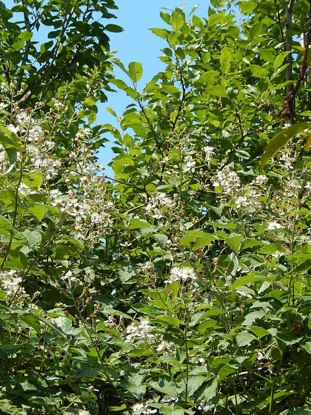 Chambre Chez L'habitant Poviglio 237390