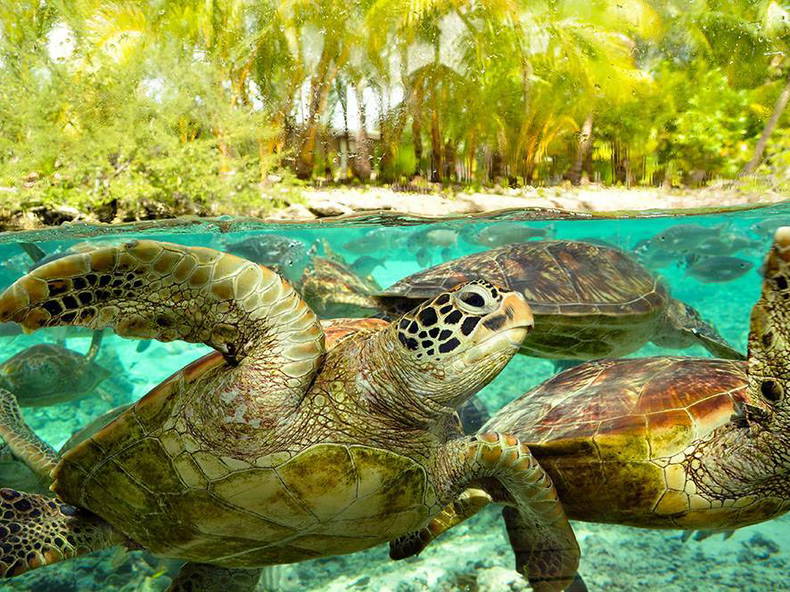 Gastenkamers Îles Sous-le-Vent 175376-4