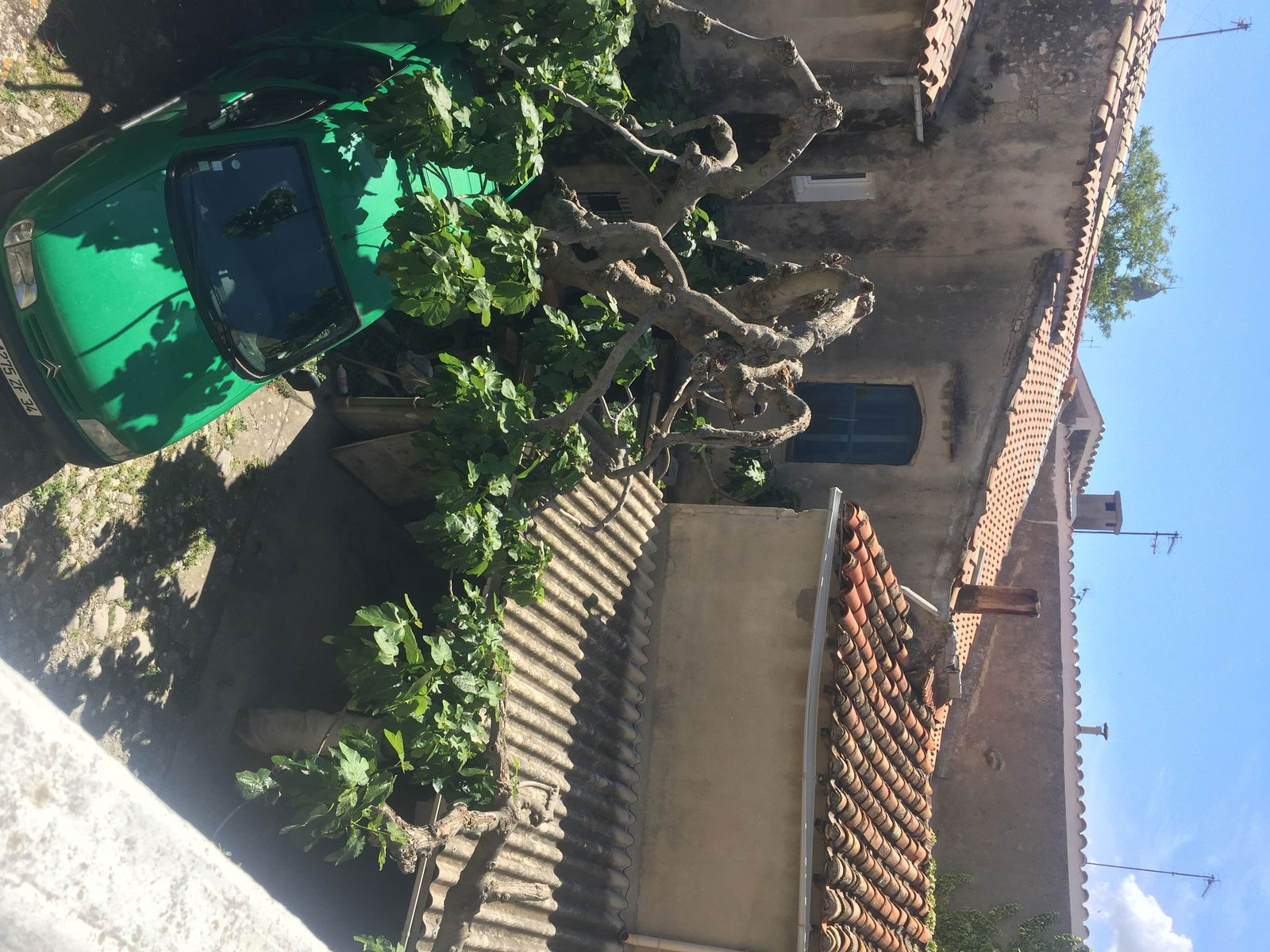 Kolokasie Villeneuve-lès-Maguelone 144776