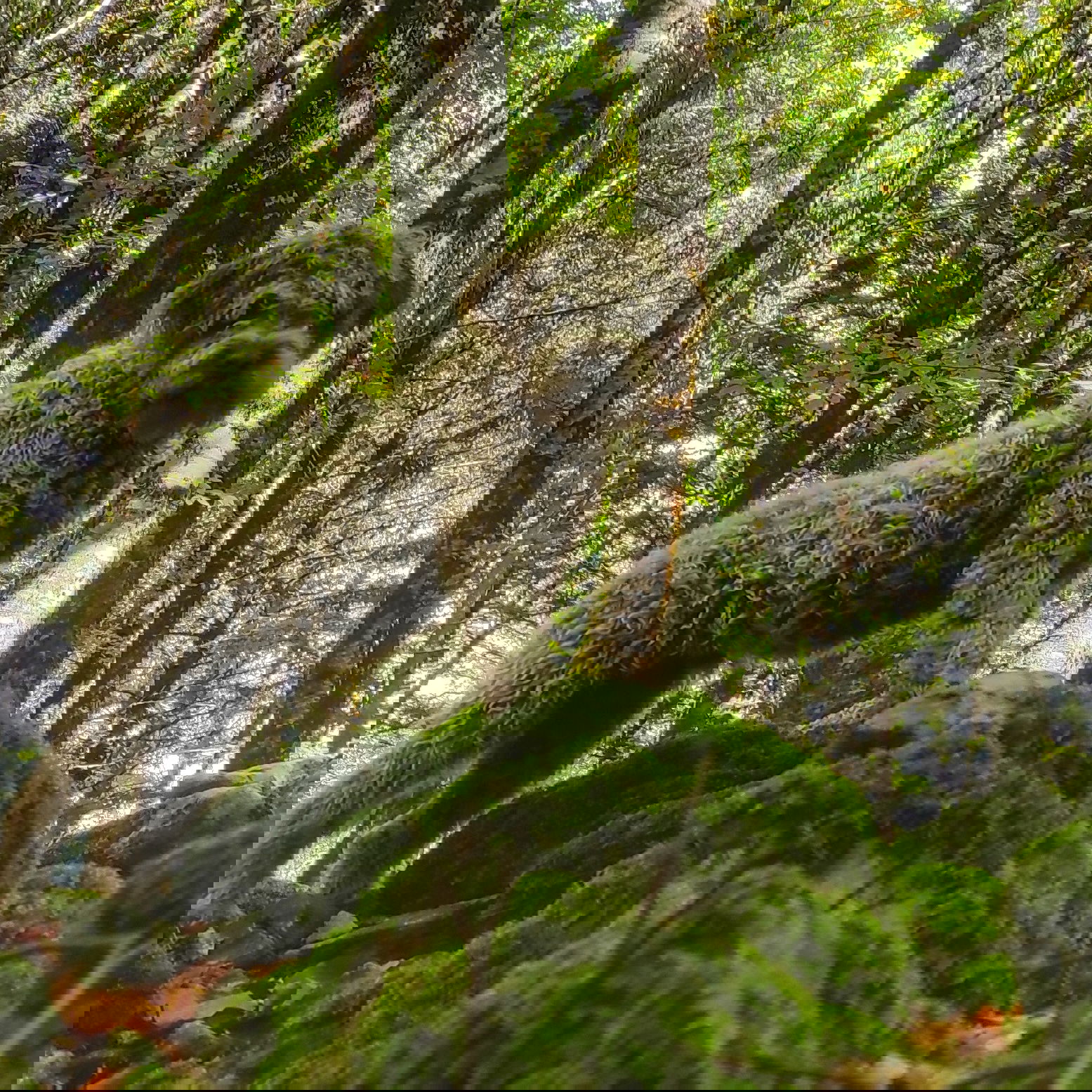 Niezależne Studio Provincia di Cosenza 267203