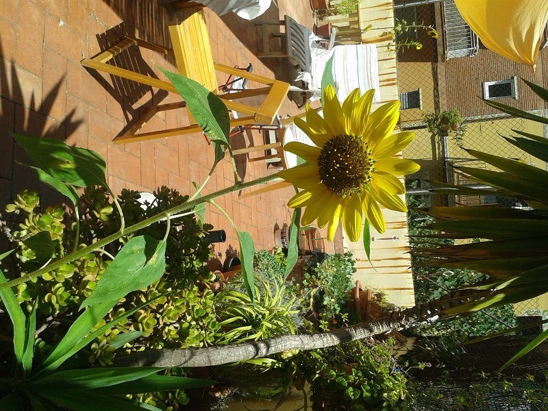 Homestay Barcelona 117089