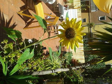 Chambre Chez L'habitant Barcelona 117089-4