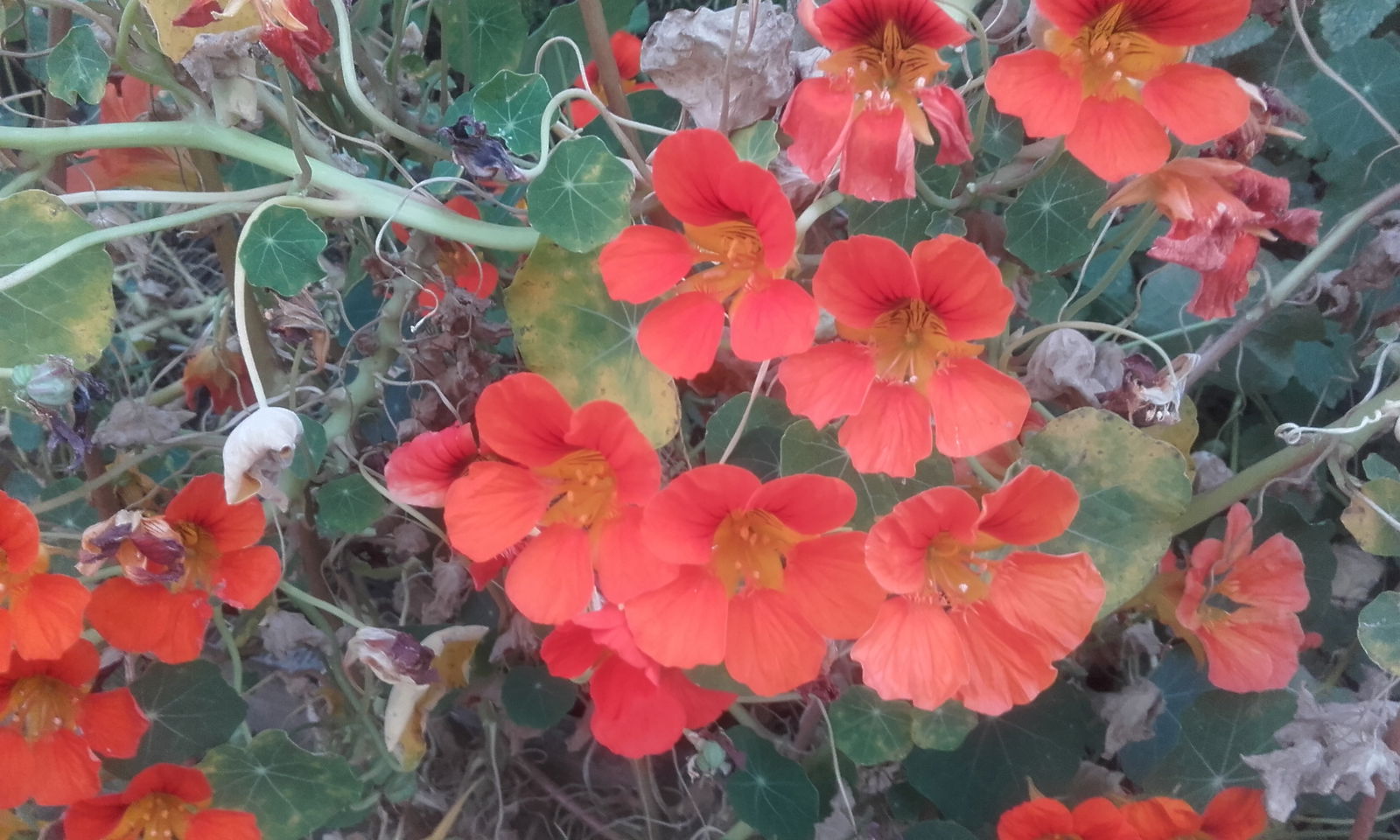 Gastfamilie Barcelona 117089