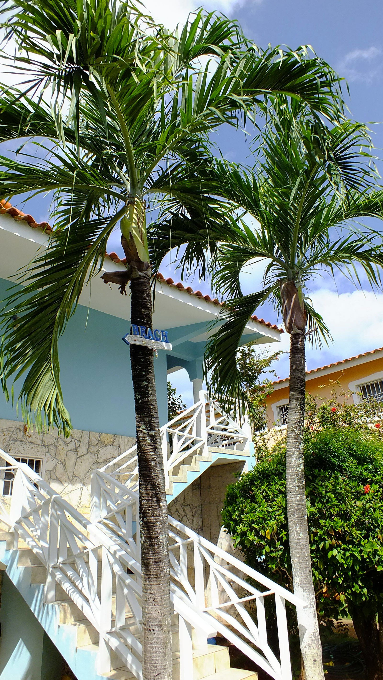 Estudio Independiente Dominicus 81535
