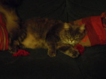 Chambre Chez L'habitant Vanves 22000-9