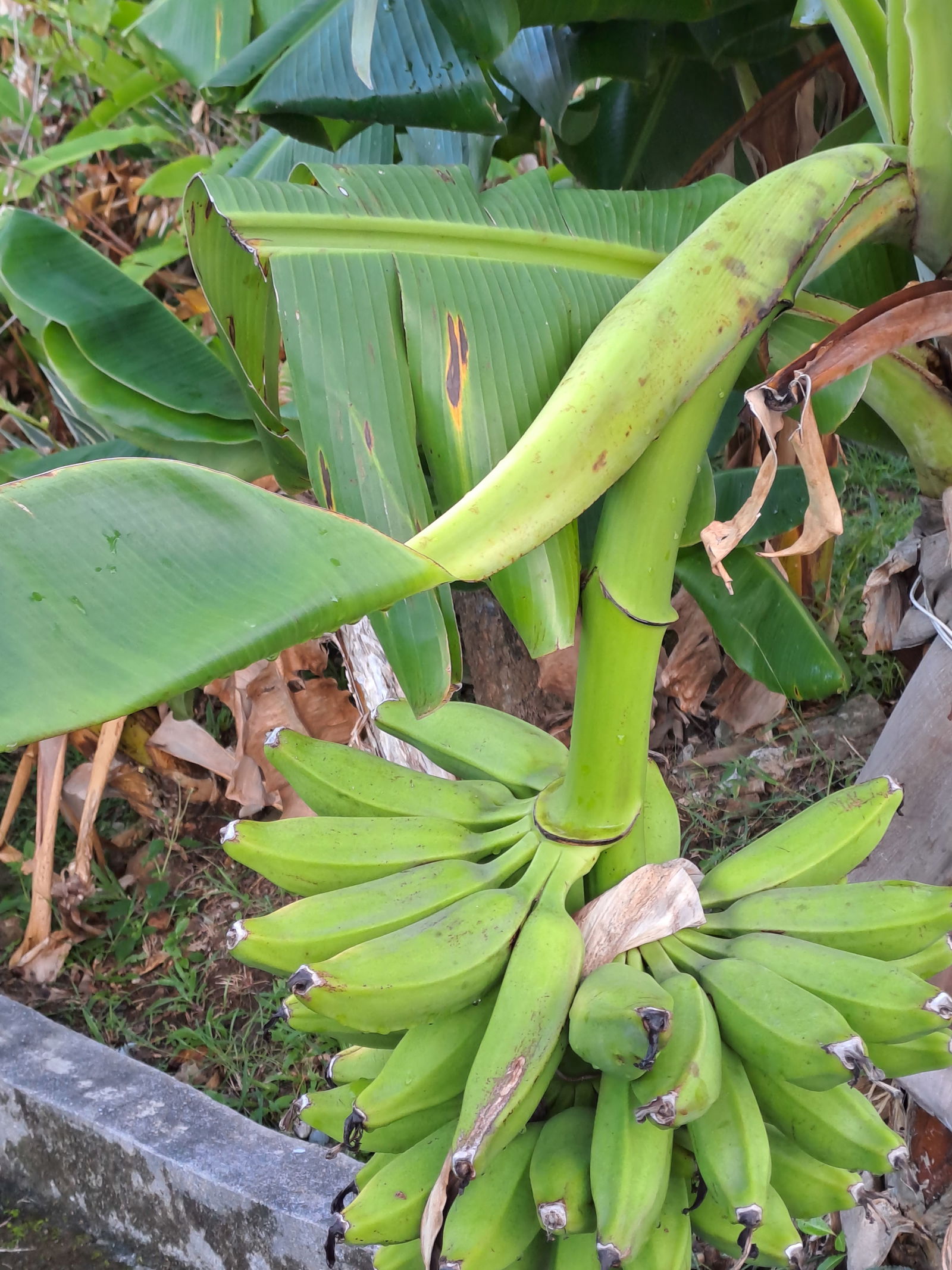 Independent Studio Deshaies 461264