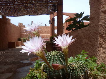 Chambre À Louer Ouarzazate 18137